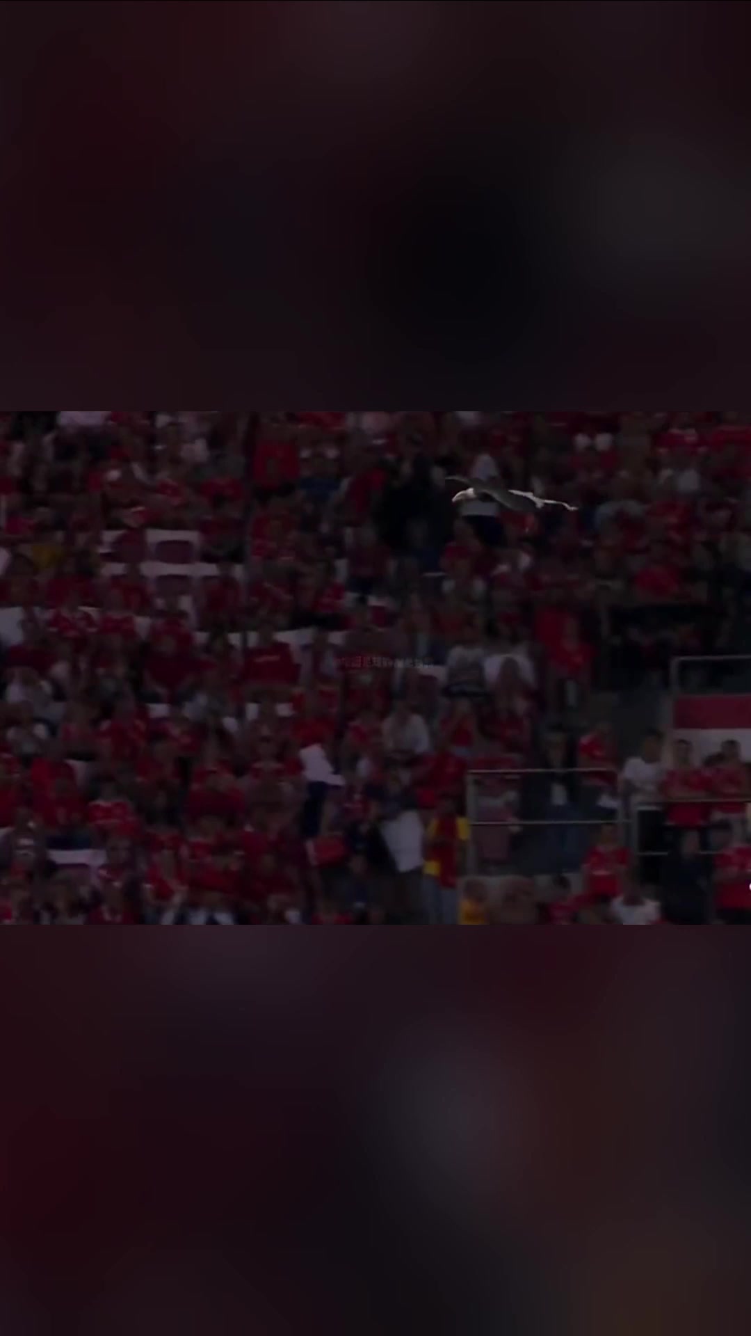 足壇最特別的開(kāi)場(chǎng)本菲卡每場(chǎng)比賽前都有一只雄鷹在翱翔